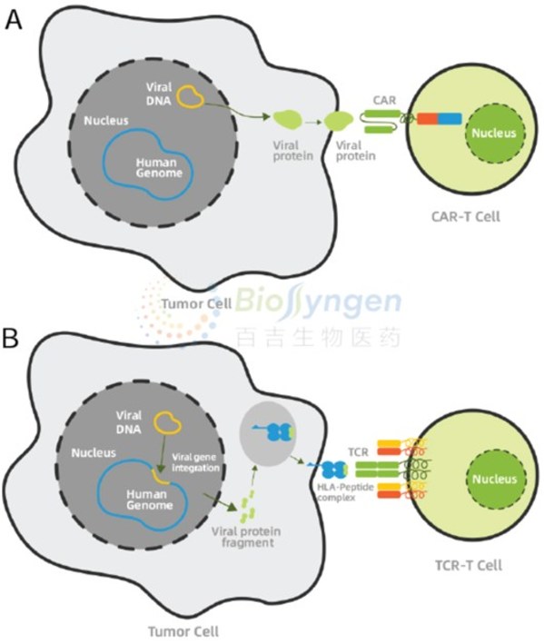 Singapore-based Biosyngen receives 500 million yuan in investment