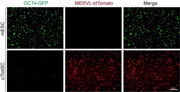 Scientists take the first step to master an all-powerful cell type in the beginning of life