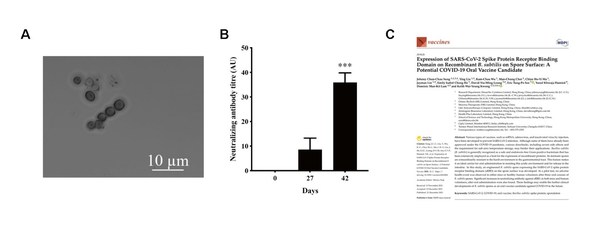 COVID-19 Oral Vaccine and Antibody Booster: B. subtilis Spores, Biotechnology Breakthrough by DreamTec