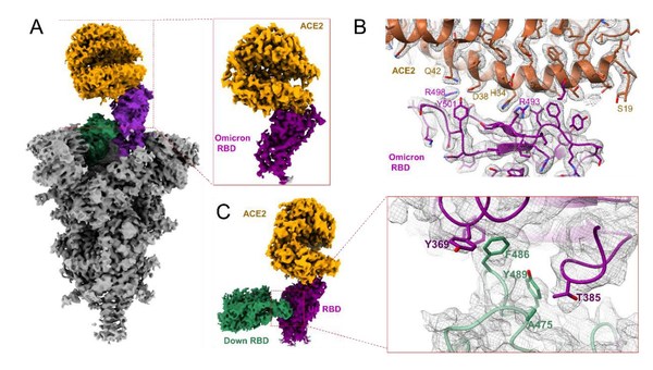 Breakthrough Discoveries on Novel Features of Omicron Variant and An Anti-Omicron Antibody JMB2002