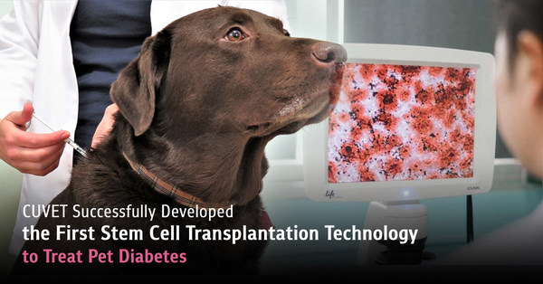 CUVET Successfully Developed the First Stem Cell Transplantation Technology to Treat Pet Diabetes