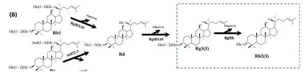 Aceemzyme Co., Ltd., challenging to new drug of brain diseases with recombinase-based ginsenoside Rh2 (s) mass production technology…