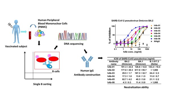 Taiwan's AcadeMab develops groundbreaking therapy for COVID-19 Omicron variant with potent neutralizing efficacy