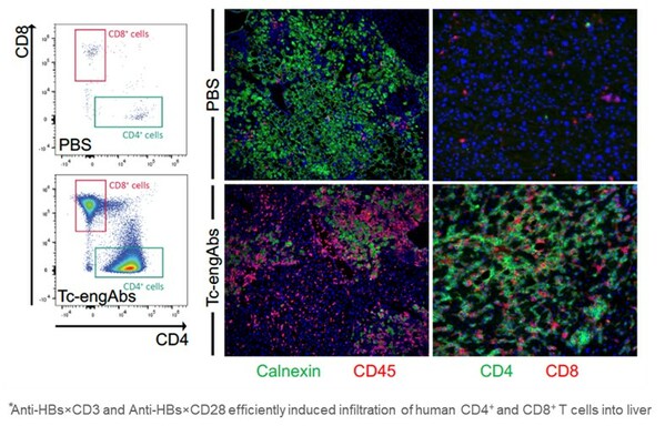 Best Presentation Award at EASL Congress 2023: First-in-class Bispecific Antibodies Anti-HBs×CD3 and Anti-HBs×CD28 Showed Strong Preclinical Efficacy in HBV Cure