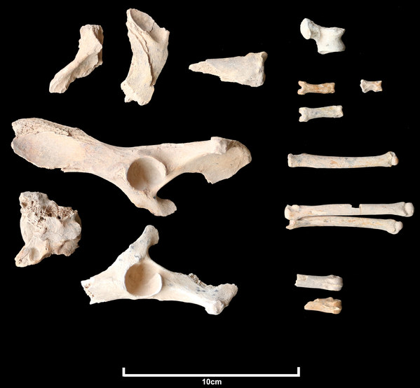 In AlUla, archaeologists uncover earliest evidence of a domesticated dog in Arabia