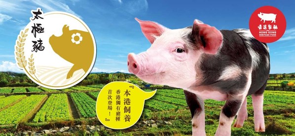 Hong Kong Heritage Pork: Japanese Roppaku-kuro pigs & Danish Landrace pigs successfully bred for high-quality black and white pigs