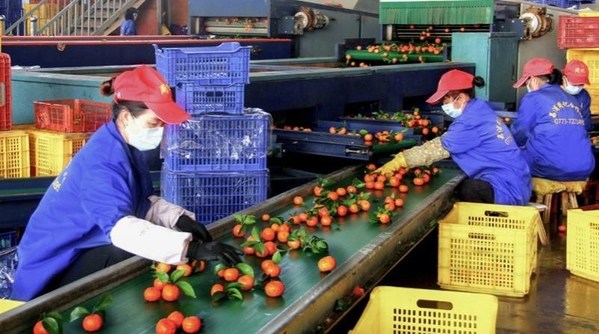 Famous Lipu Sugar Orange in China -- Lipu Promotes Quality Improvement and Upgrading of the Sugar Orange Industry