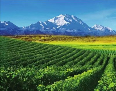 Ningxia, a rising star of world's wine map