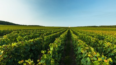 Moet Hennessy at Vinexpo: A Mindful Forum on Living Soils