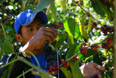 Panama's Ninety Plus(R) Coffee Sets New Price Record at USD$10,000 a Kilo