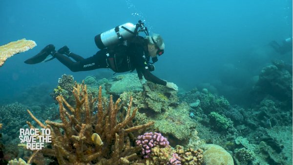 CNN witnesses the damage to the Great Barrier Reef in special documentary 'Race to Save the Reef'