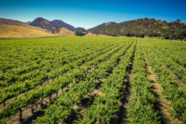 The Wine Group Acquires 1,300+ Acre Paicines Vineyards