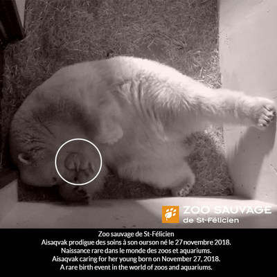 Zoo sauvage de Saint-Félicien, located in Canada, announces a rare event, the birth of a polar bear cub