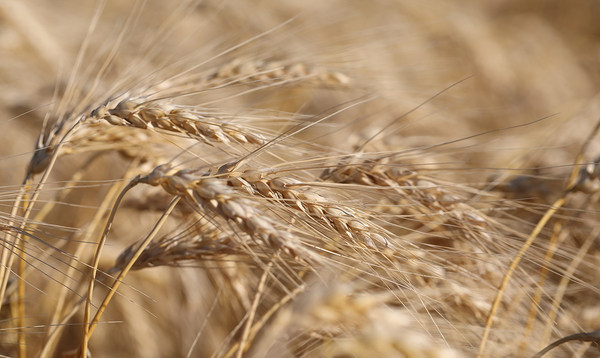 Canada Releases its 2022 New Wheat Crop Report