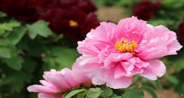 Heze promotes peony as an industry and art, calling for entries for a series of competitions