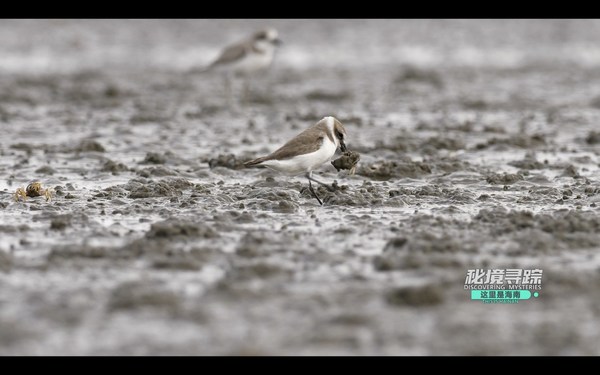 Discovering Mysteries: new season of the Hainan nature documentary launched