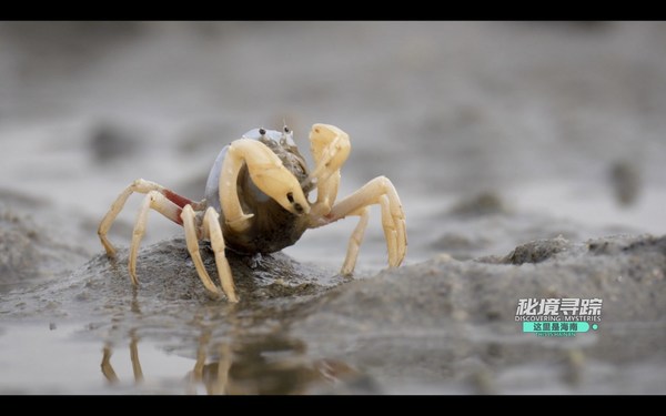 Discovering Mysteries: new season of the Hainan nature documentary launched