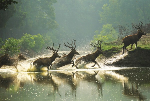 Dafeng Milu Deer Photograph Selected into The Convention on Biological Diversity Photographic Exhibition