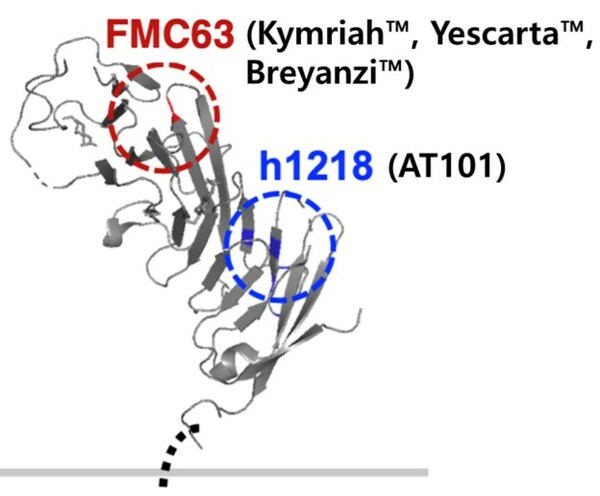 Promising Efficacy of AT101 CAR-T for Blood Cancer