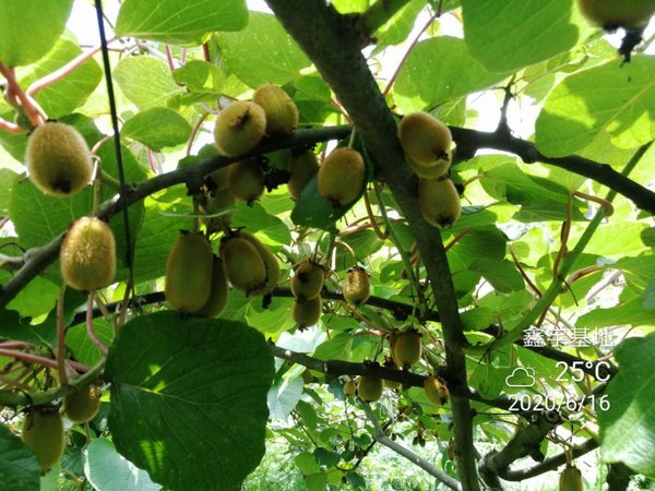 Big Data Is Revolutionizing the Agricultural Sector in Guizhou, China