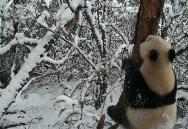 CRI Online: Climbing trees, Strolling and Juggling -- Giant Pandas in Aba Prefecture Have Fun in World of Ice and Snow