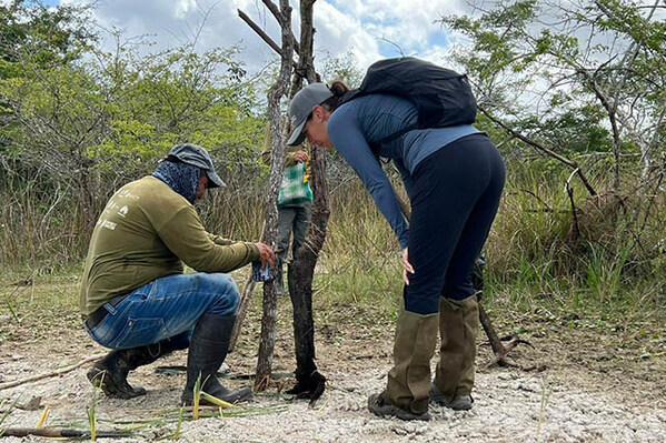 Huawei and Partners Announce First Confirmed Jaguars in Mexico's Dzilam State Reserve