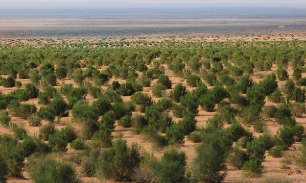 Air Liquide China to plant 100,000 Saxaul Trees in Alxa, Inner Mongolia