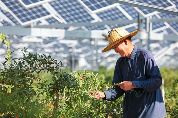 Smart PV: Breathing Life into a Desert Landscape