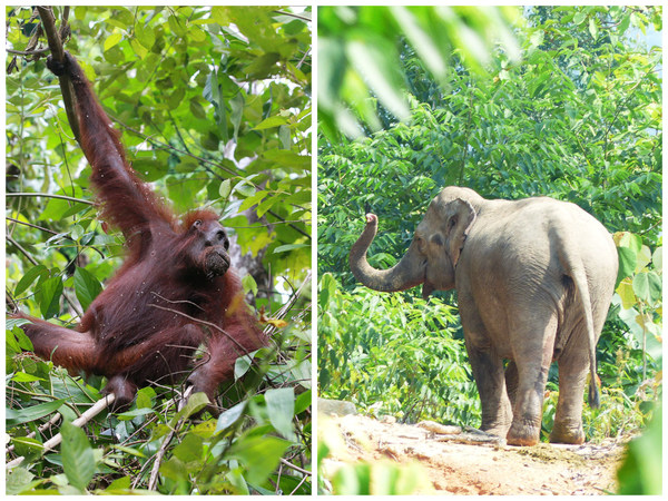 Sime Darby Foundation Backs Global Calls to Turn the Tide on Biodiversity Loss