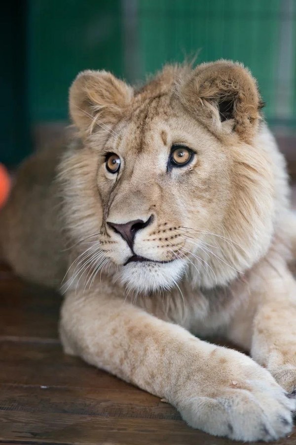 Lion cub tortured by his captors in Russia, then rehabilitated for seven months, will be flown to his natural habitat in an African wildlife refuge