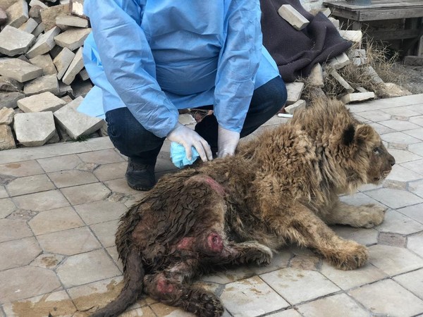 Lion cub tortured by his captors in Russia, then rehabilitated for seven months, will be flown to his natural habitat in an African wildlife refuge