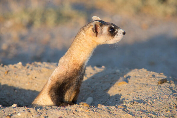 Jackery Partners with WWF on Black-Footed Ferret Restoration Program