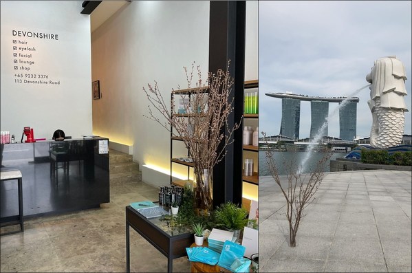 SANYO DENKO Co.,Ltd., a manufacturer and seller of special wires and cables, exports blooming time-controlled "cherry blossoms" to Singapore using its special temperature measuring cable "SAN-Thermo" as their new business.