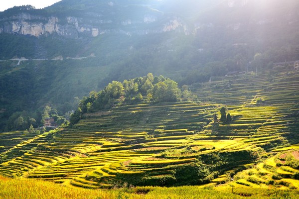 Public Welfare Projects Boost Rural Revitalization in Chongqing