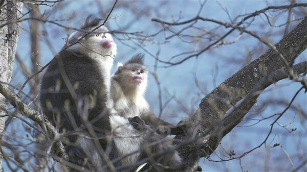 China Daily: Reserve ensures survival of rare monkeys