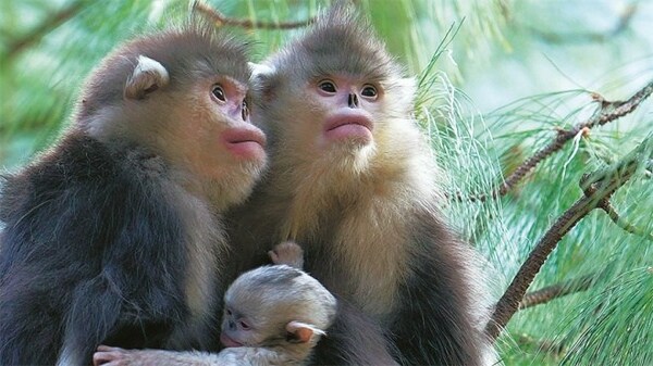 China Daily: Reserve ensures survival of rare monkeys