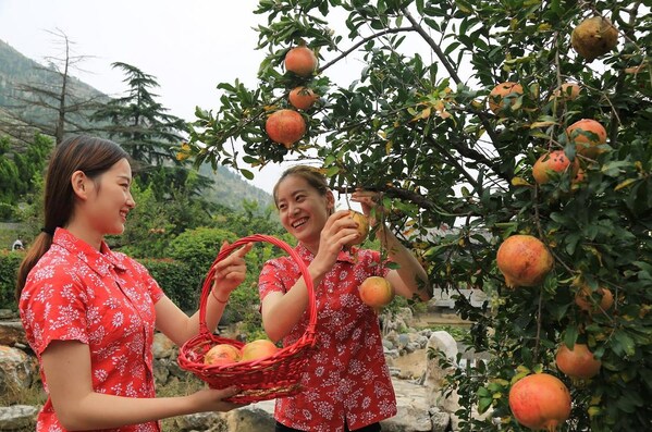 Shandong's Zaozhuang: Pioneering Remarkable Advancements in the Pomegranate Industry